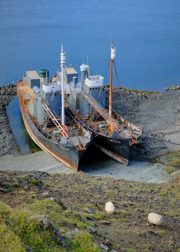 Abandoned whaling ships with sheep