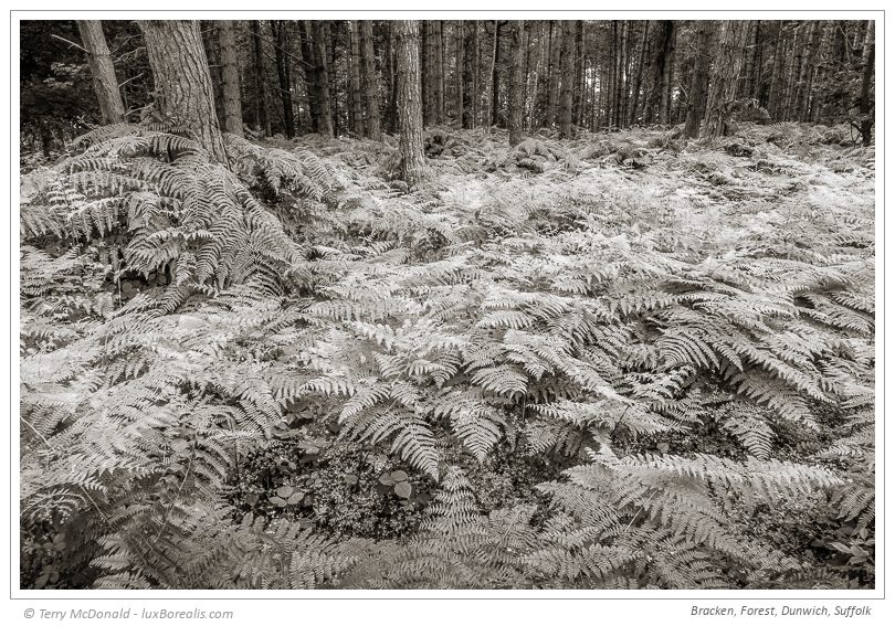 Bracken, Forest, Dunwich, Suffolk – 24mm (equiv.) ƒ5.6@1/30 ISO100 EV–⅔ w/Polarizing filter To me, landscape photography demands maximum depth-of-field to maintain focus and acutance from foreground to background; ƒ5.6 is the ideal balance for the 1”sensor of the Sony RX10iii. It’s not always possible or practical to have 5kg of FF gear plus a tripod, so the RX10iii is an amazing substitute – even hand-held at 1/30th!