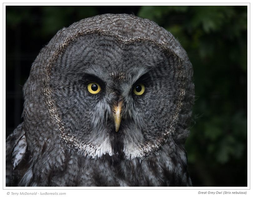  Great Grey Owl (Strix nebulosa) – 600mm (equiv.) ƒ4@1/125 ISO400 EV–2 This Great Grey owl was photographed in the evening in an outdoor enclosure. With limited light and a longer focal length, a higher ISO was required to maintain a decent shutter speed. However, the 100% crop clearly shows the quality that can be maintained, even hand-held.k