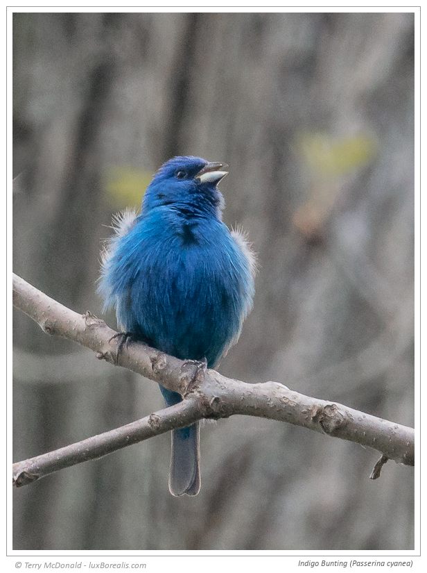 Indigo Bunting (Passerina cyanea) – 400mm (equiv.) ƒ5.6@1/160 ISO125 EV0 Pushing past the limits was my goal here. This is a severe, 960x1280px crop from a raw file from the FZ1000 – not a “Glenn Bartley”, but when you’re on a hike with the family and the opportunity presents itself, it’s helpful to have a camera that can step up, at least for screen resolution photos.