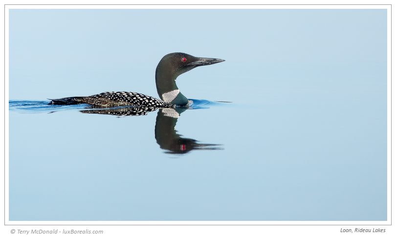  Loon, Rideau Lakes – 600mm ƒ4@1/1000 ISO80 EV0