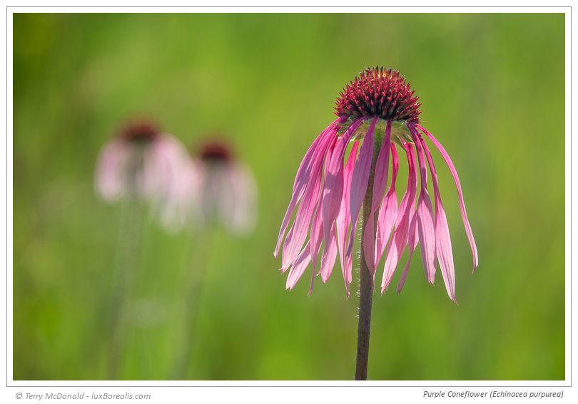 Purple Coneflower (Echinacea purpurea) – 600mm(equiv.) ƒ5.6@1/160 ISO100 EV0 A long lens, in this case 600mm (equiv.) provides manageable depth of field – even at ƒ5.6 .The bokeh is excellent with only slightly contrasty edges which can be remedied in post-capture processing, if needed. This photograph was made hand-held providing a good indication of the effectiveness of Sony’s image stabilization.