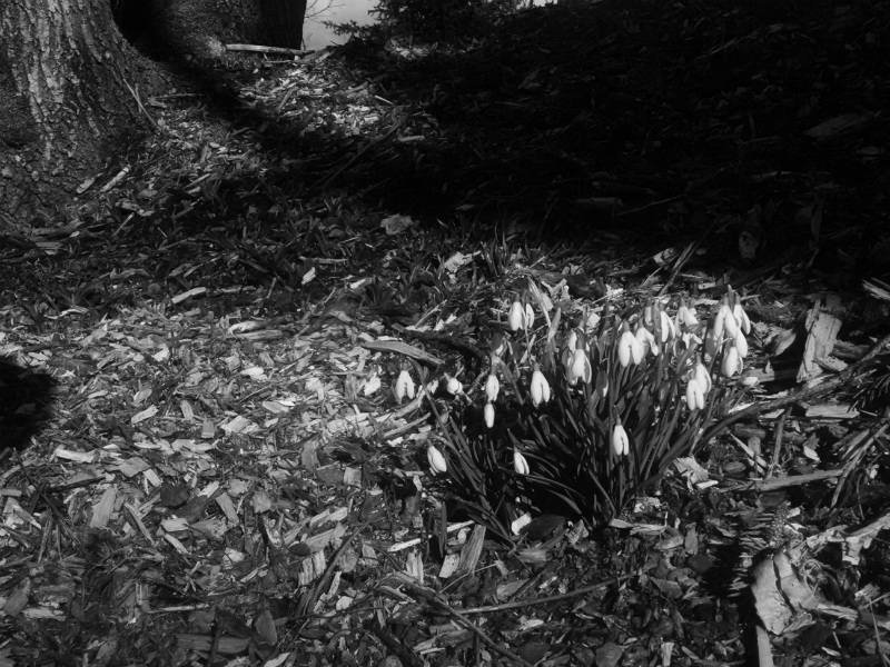 Snowdrops, with mulch, a tree, and shadows surrounding them as context