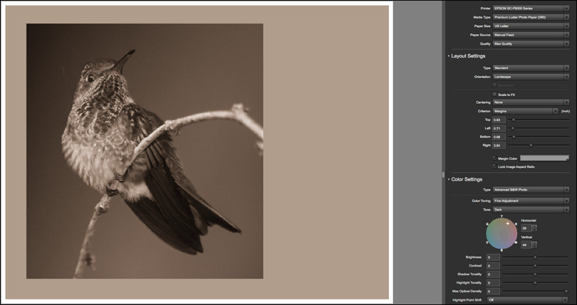 Figure 11. Toned Bird Photo with Toned Margin, Custom Layout Setting