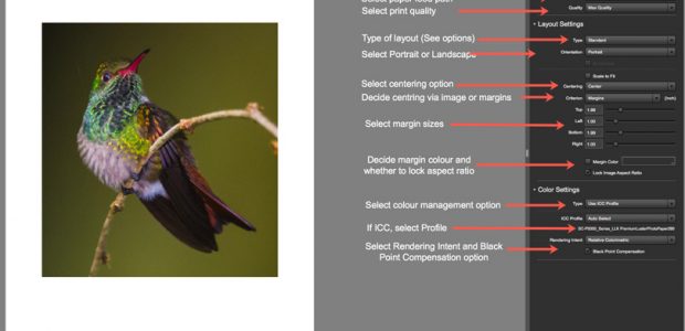 Figure 5. Epson Print Layout Functions (Bird Photo: © Rich Wagner, WildnaturePhotos.com)