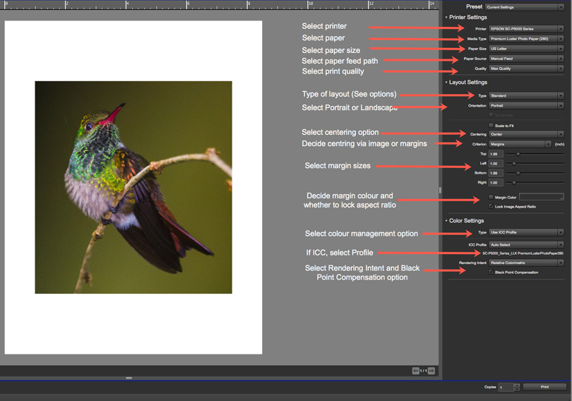 Figure 5. Epson Print Layout Functions (Bird Photo: © Rich Wagner, WildnaturePhotos.com)