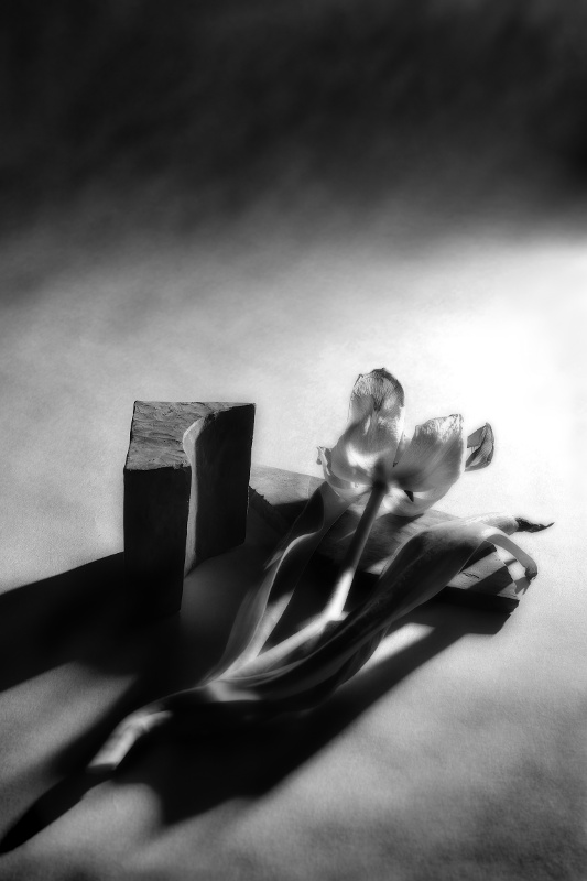 Tulips lie next to a carved block of wood, with intense shadows