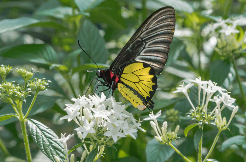 “Golden Birdwing Butterfly” H Stearn