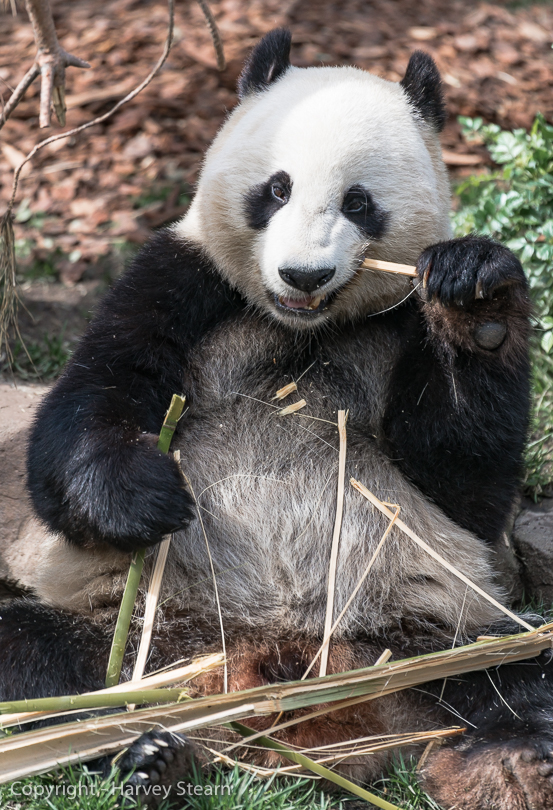  “Giant Panda, San Diego Zoo” H Stearn