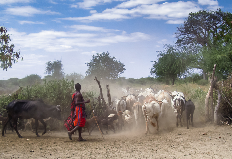 Maasai Herdsman” H Stearn