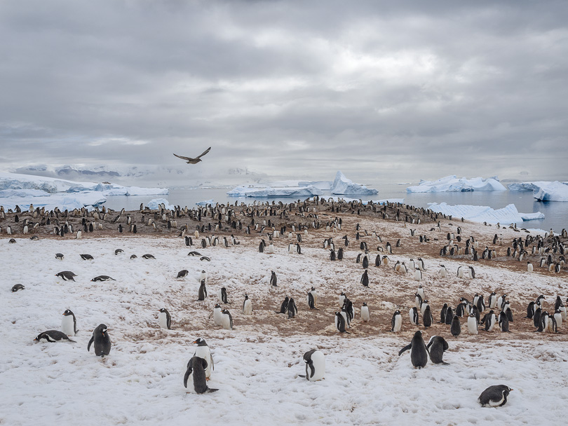 Gentoo Penguin Colony, Cuverville Island, Antarctica