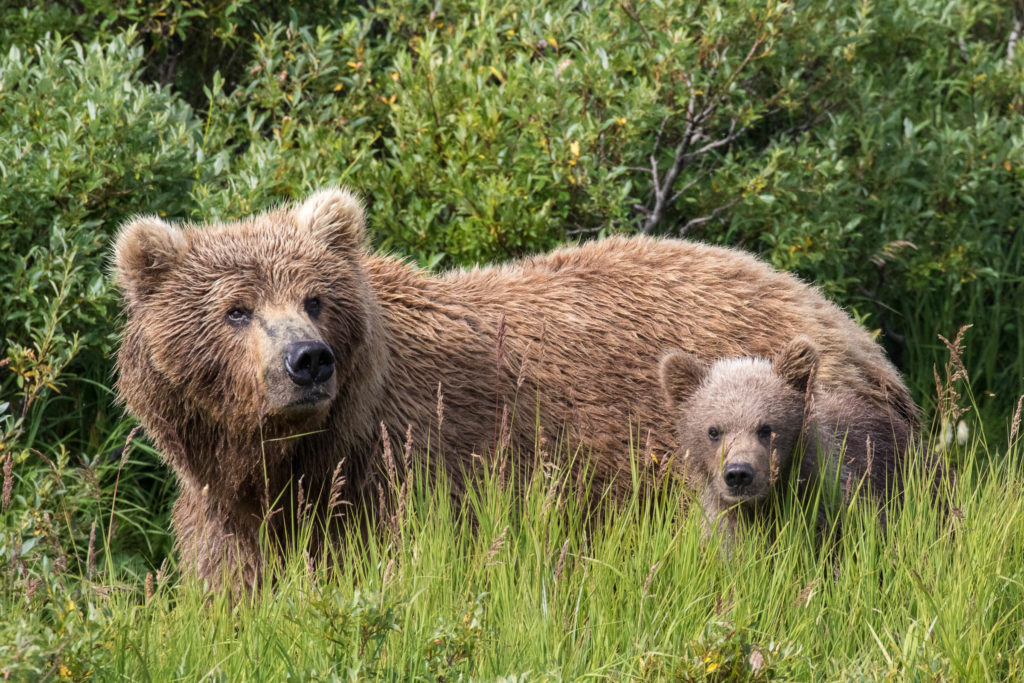 Mother Alaskan brown bear and cub in Katmai National Preserve, Alaska