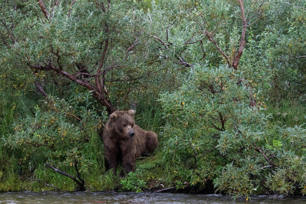 An Alaskan brown bear mother sits along the riverbank watching for salmon passing in the river. Her fishing strategy is to hide in the willows and then pounce on salmon from the shore. Her three young cubs are sleeping behind her in the willows.