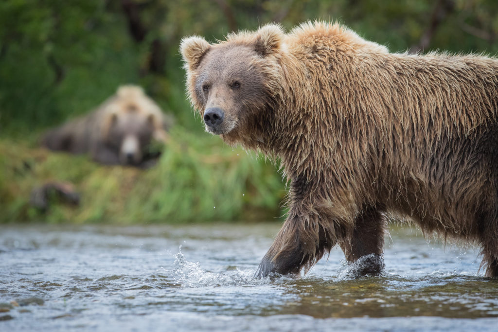 A Brown Bear (Ursus arctos) walks through the river as a bear sleeps on the distant bank in Katmai National Park, Alaska.