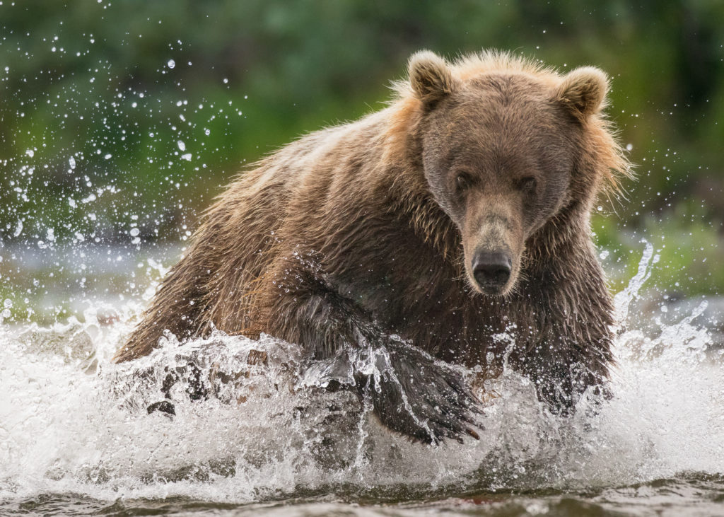 A Brown Bear (Ursus arctos) chases a Chinook Salmon up the river in Katmai National Park, Alaska.