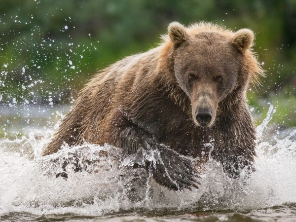 A Brown Bear (Ursus arctos) chases a Chinook Salmon up the river in Katmai National Park, Alaska.