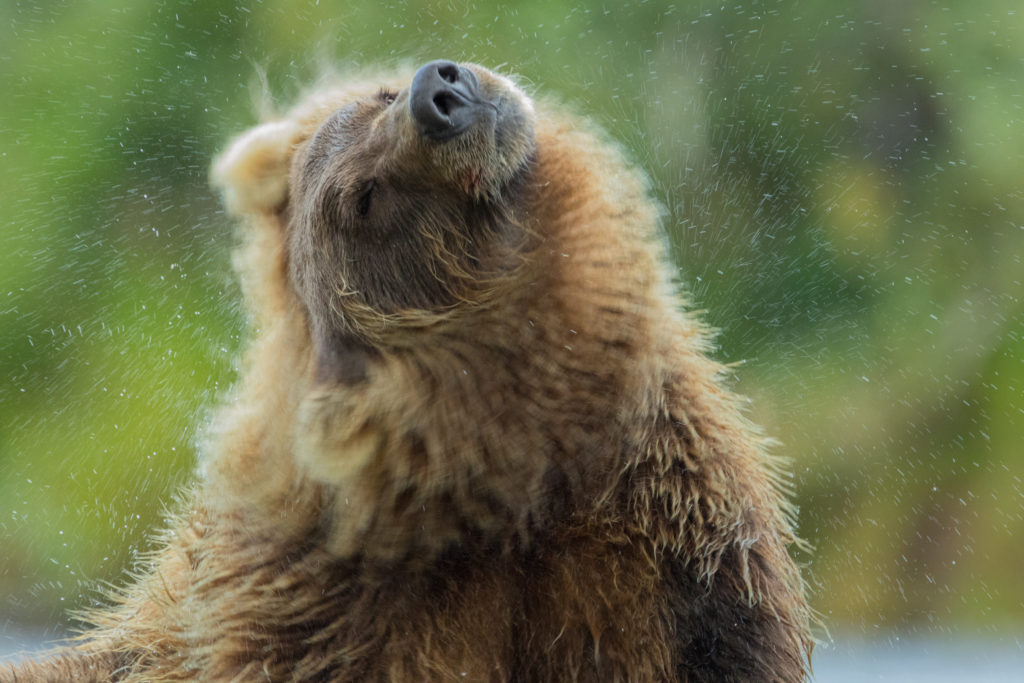 A Brown Bear (Ursus arctos) shaes the water from its coat in Katmai National Park, Minnesota.