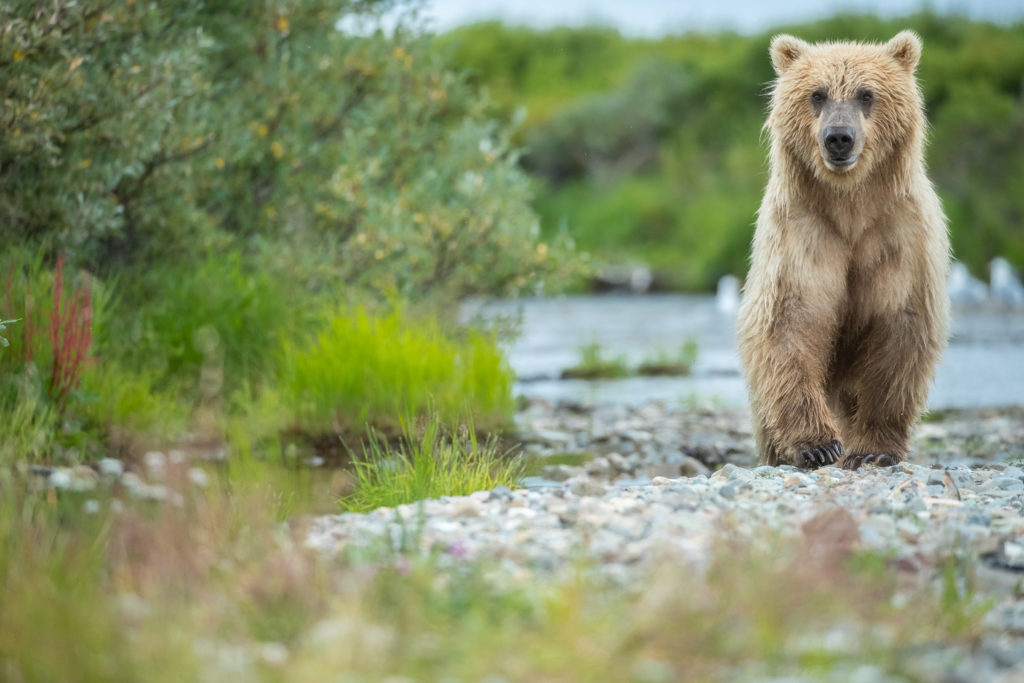 A immature Brown Bear (Ursus arctos) walks on a sandbar in the river in Katmai National Park, Alaska.