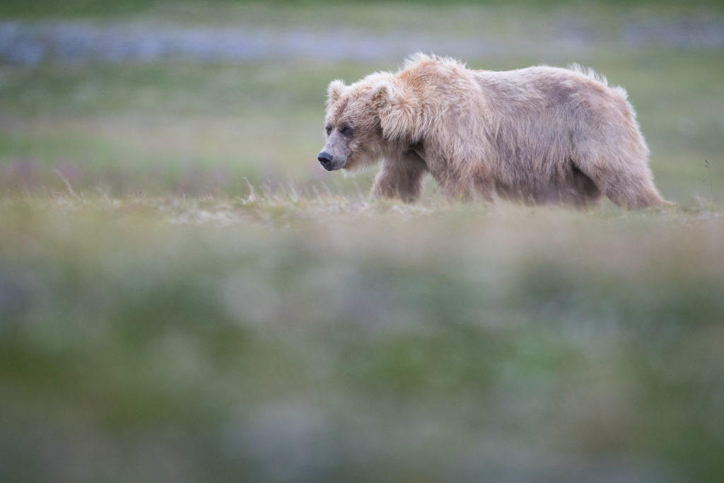 Brown Bear walking in the distance.