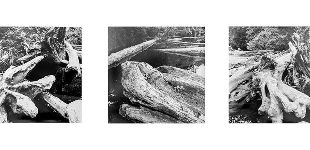 Trees Black & White Triptych #1