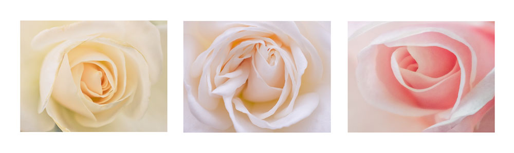 Roses Triptych #1 –rectangular images