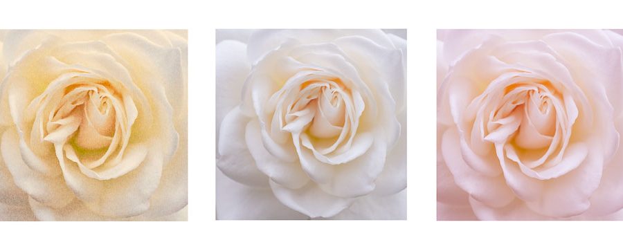 Roses Triptych #2 –rectangular images