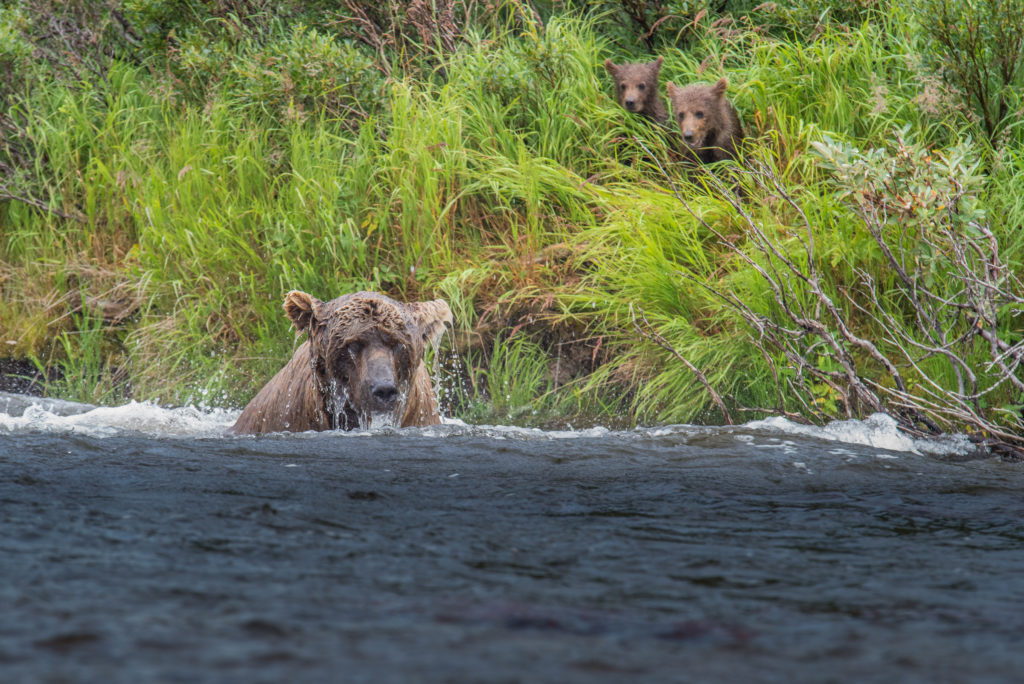 Mother Bear With Cubs