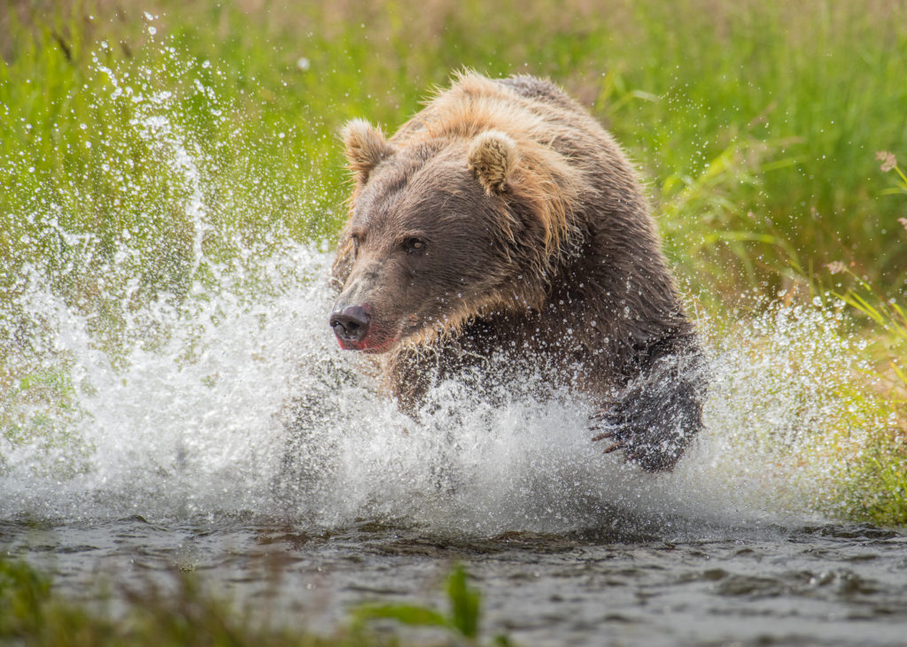 Bear Running Through Water