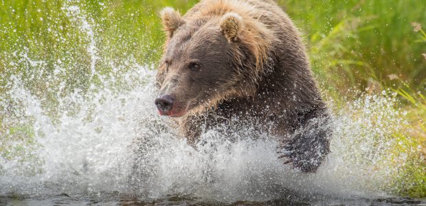 Bear Running Through Water