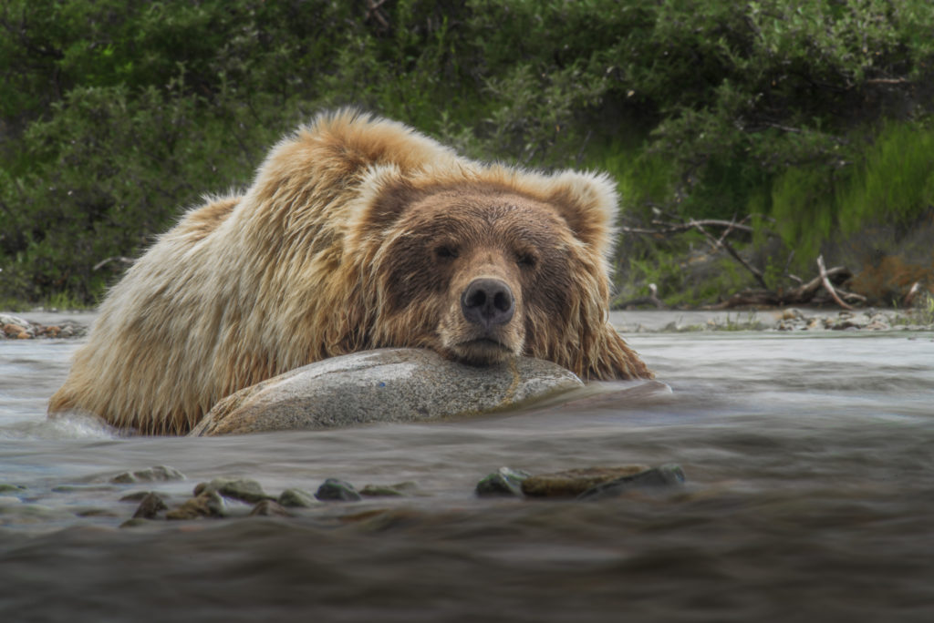 A brown bear (Ursus arctos) enjoys an early afternoon nap in the cool river.