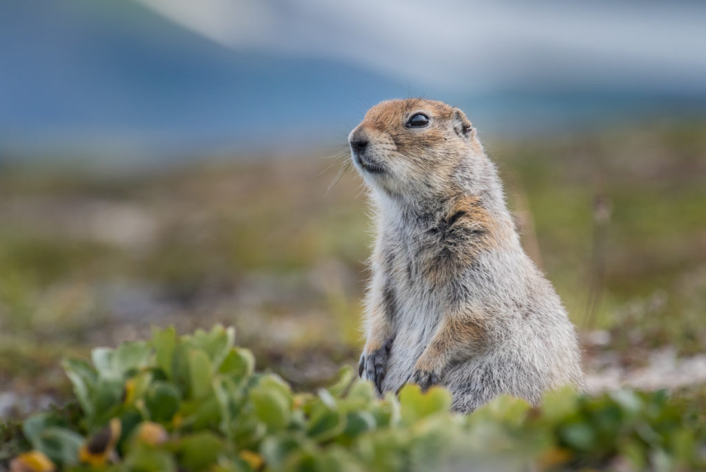 Wildlife In The Landscape