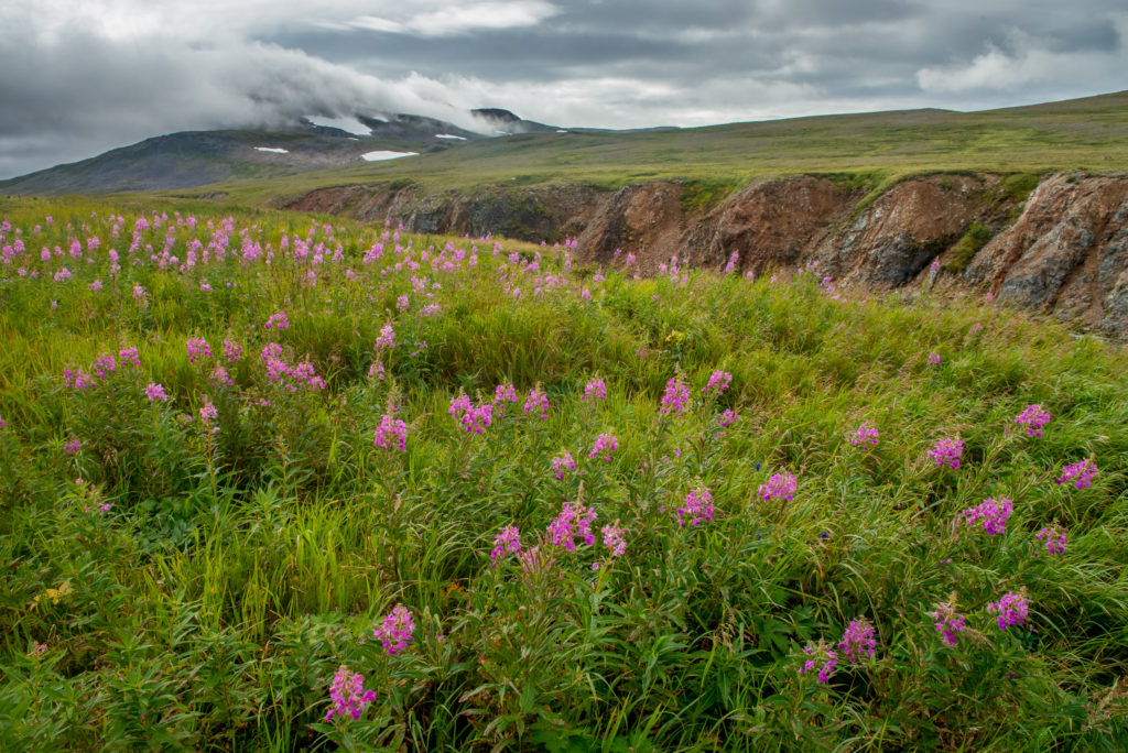 Fireweed (Chamerion angustifolium) blooming in the open Alaskan landscape.