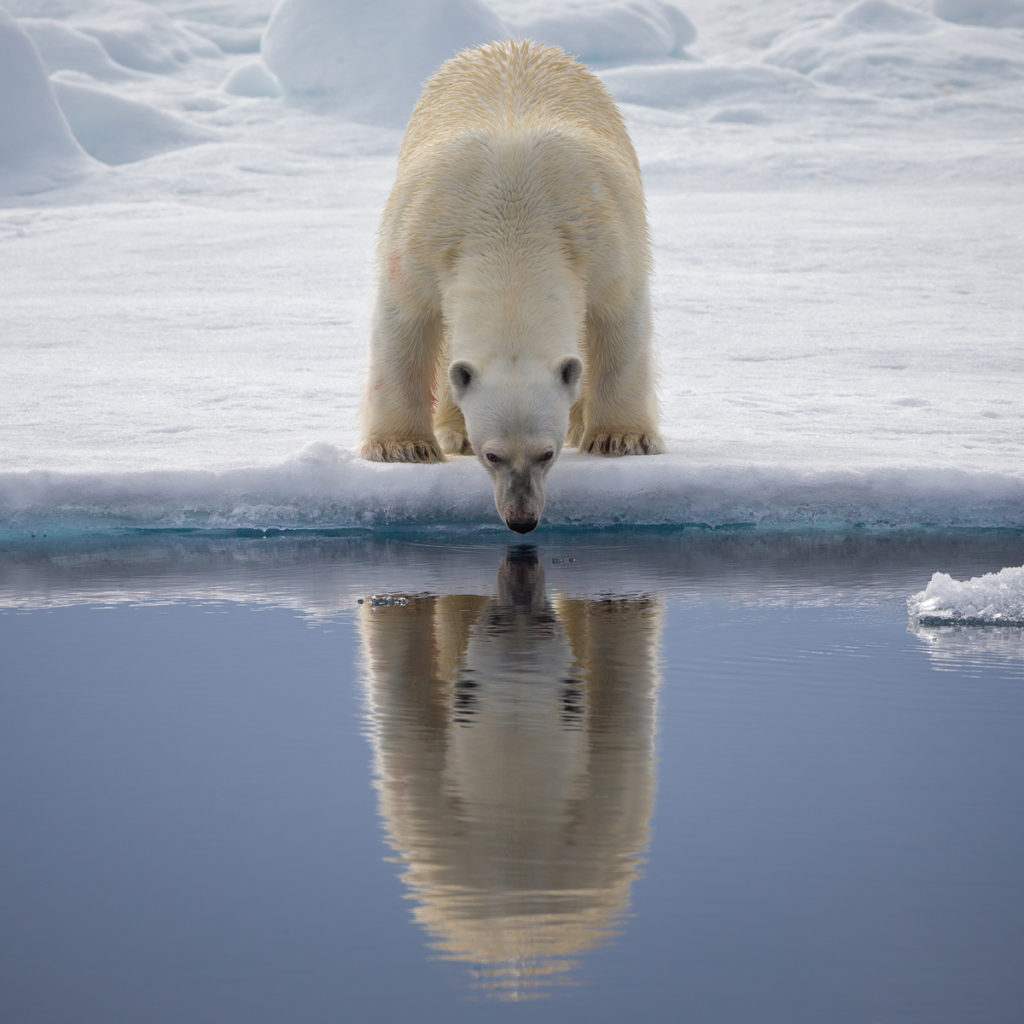 Polar Bear Reflections