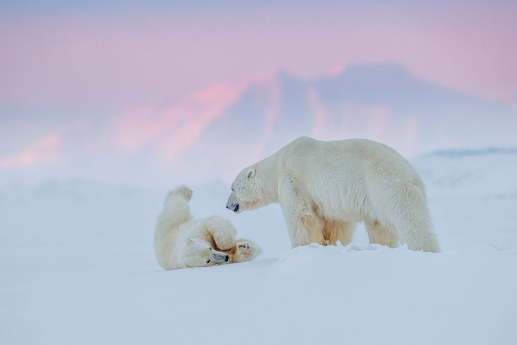 Svalbard. Pink Light. Two Bears.