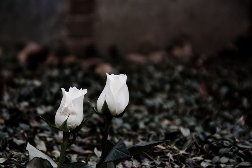 "A Lone Pair" Photographing these two vibrant flowers in a cemetery creates an engaging juxtaposition.