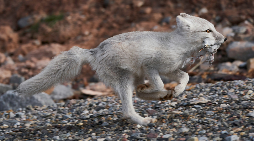 Arctic Fox With A Catch
