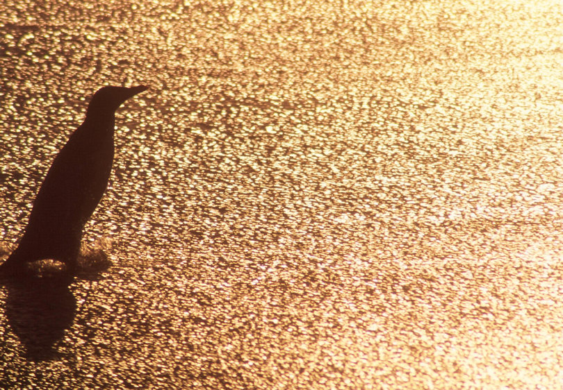 "Yellow Eyed Penguin 2" It took me almost 2 months of visiting this beach almost every night to capture this image. The sparkle of the outgoing tide lasts a fleeting second, making capturing the penguin at just the right angle at just the right time extremely challenging (and equally rewarding).