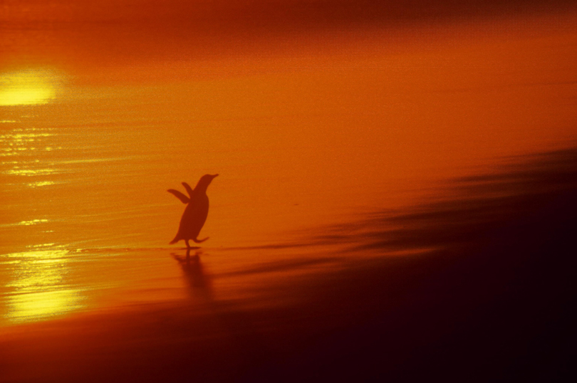 "Yellow Eyed Penguin" Shooting a silhouette is one of the easiest ways to create accentuating space. The key is to capture interesting colour/texture surrounding your key subject.