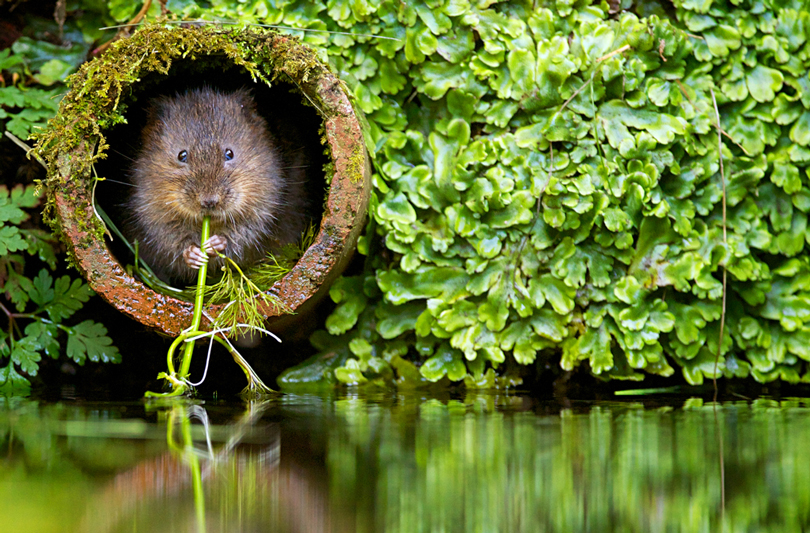 Vole In The Hole
