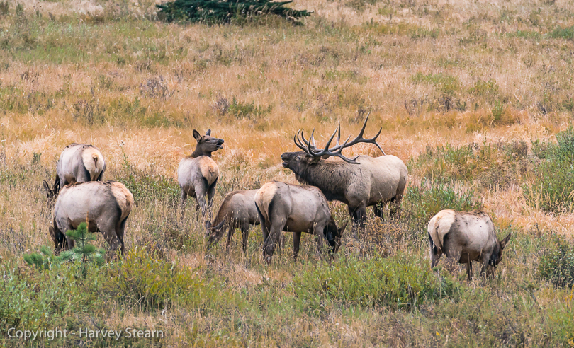 Elk Talk