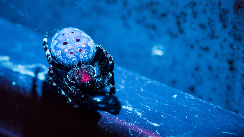 Garden spider photographed using our UV Lighting arms