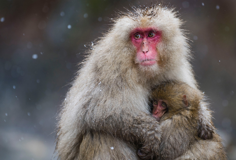 Mother And Child Snow Monkeys Japan