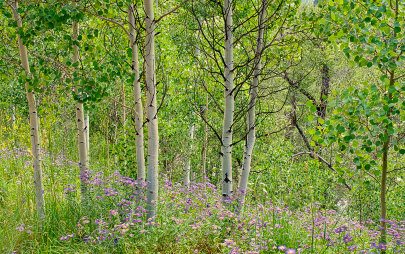 "Aspen & Asters, 2015", Sony A7rM2, Zeiss 35mm f1.4 ZA lens