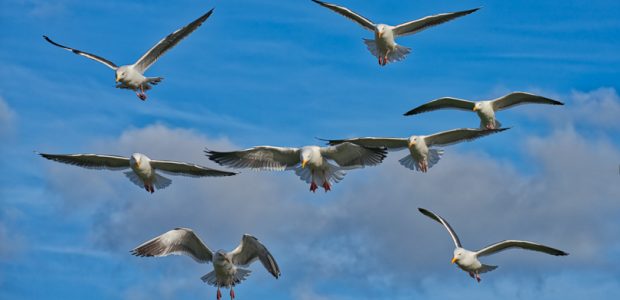 “Sea Gulls Hovering, Oregon, 2017”, Sony A7rM2, 70-200mm f2.8 GM