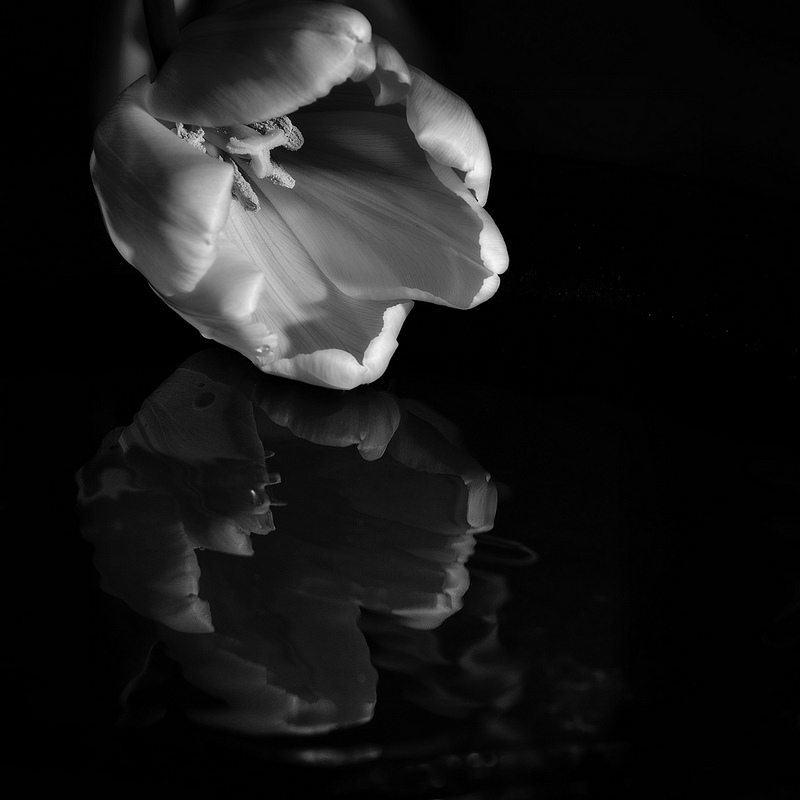 A tulip is reflected in a dark pool