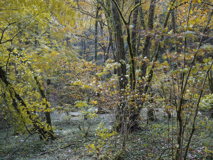 Burgundy Forest