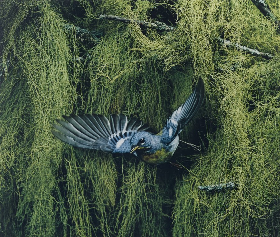 Eliot Porter - Parula Warbler, Male, Flying, Great Spruce Head Island, Maine June 22
