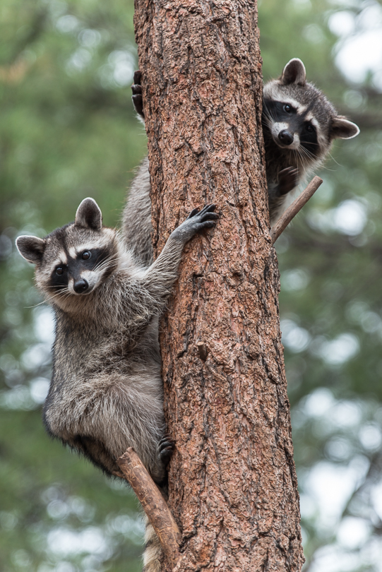 “Climbing a Tree Raccoon Style”