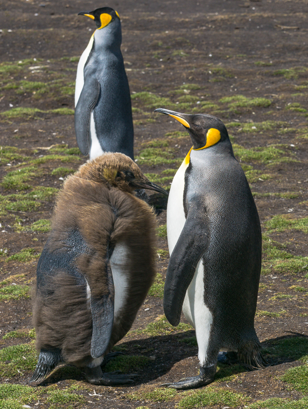 “Feed Me!”, King Penguins, Falkland Islands