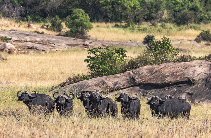 “Front Line”, Cape Buffalo, Tarangire NP, Tanzania